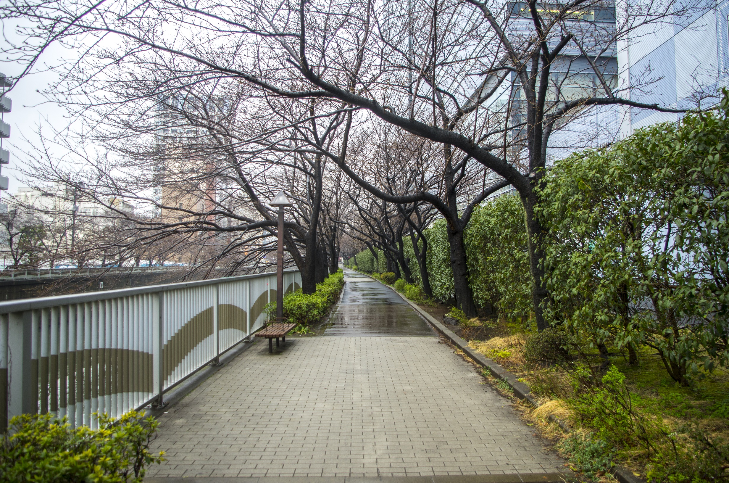 One of the Meguro river banks, you can see the sakura trees next to the sidewalk - very busy place during hanami season.